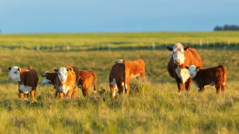 Campo agrícola ganadero de 500 hectáreas en Guichón