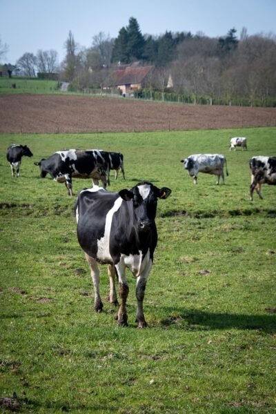 Campo agrícola ganadero de 500 hectáreas en Guichón